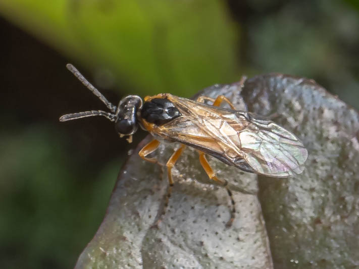 Athalia cordata (Bugle Sawfly).jpg